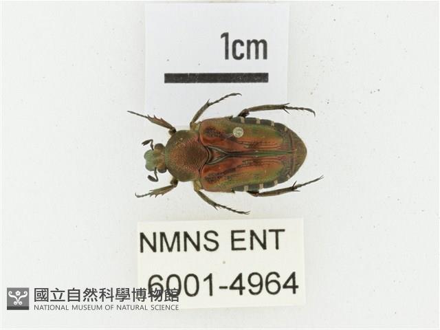 黑斑陷紋金龜藏品圖，第1張