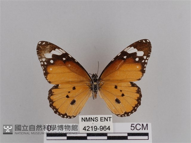 樺斑蝶藏品圖，第1張