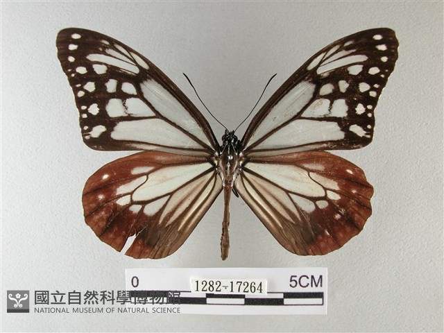 大絹斑蝶藏品圖，第1張
