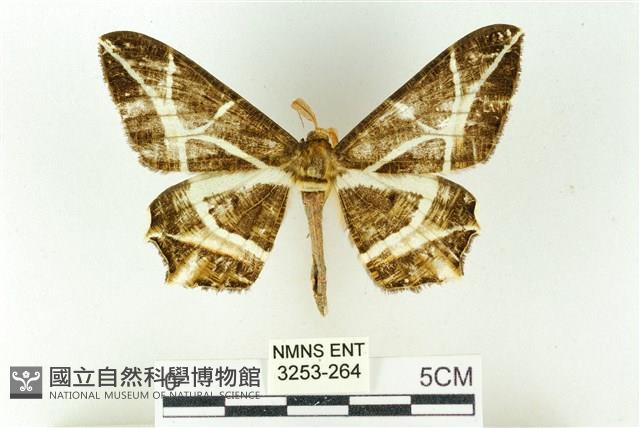 樹形尺蛾藏品圖，第1張