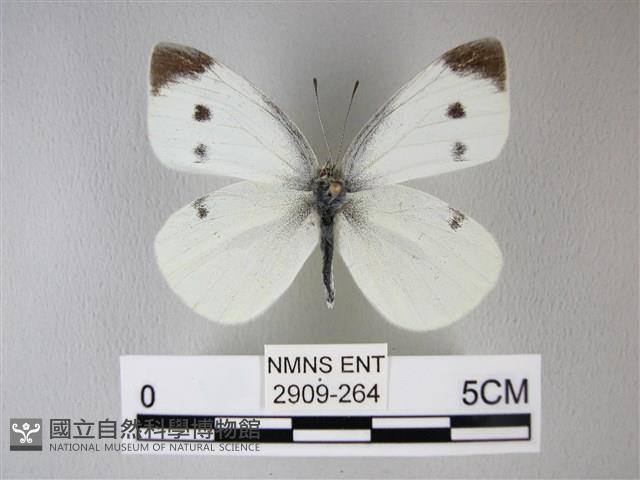 白粉蝶、紋白蝶藏品圖，第1張