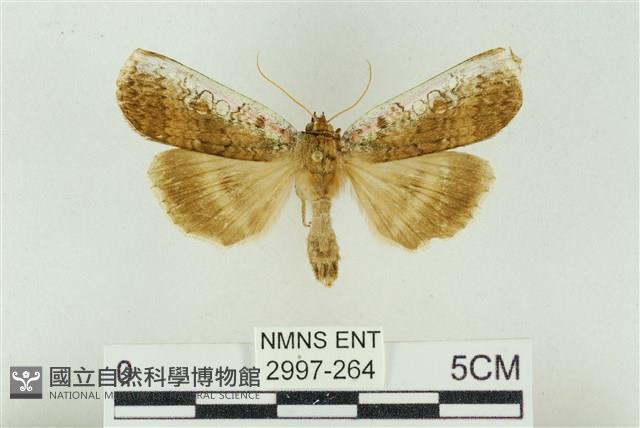 臺洒波紋蛾藏品圖，第1張