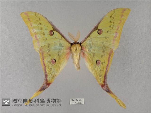 臺灣長尾水青蛾藏品圖，第1張