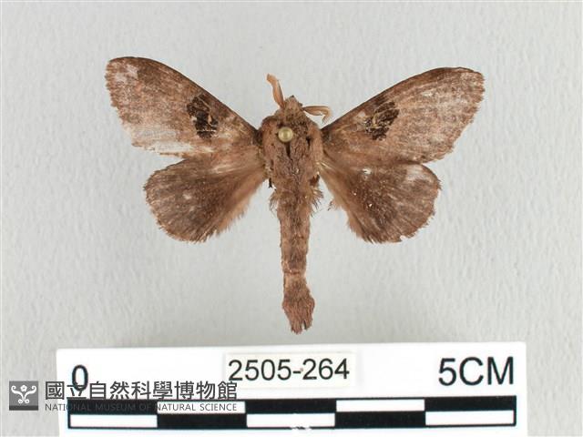 大斑Y毛蟲藏品圖，第1張