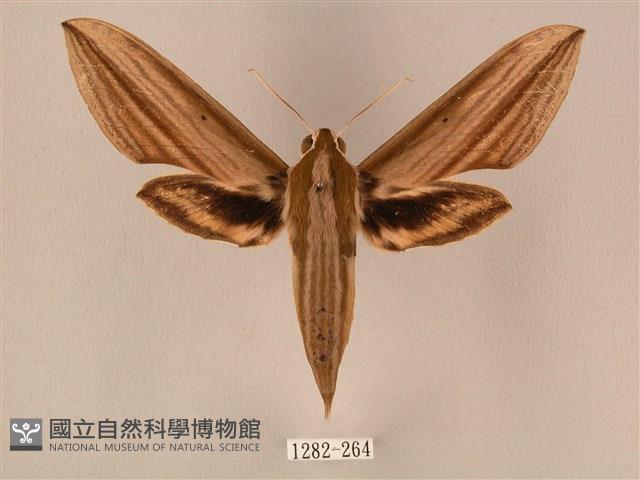 棕綠背線天蛾藏品圖，第1張