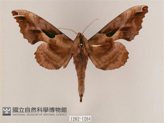 盾天蛾藏品圖，第1張