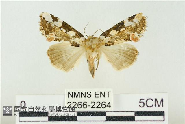 連珠波紋蛾藏品圖，第1張