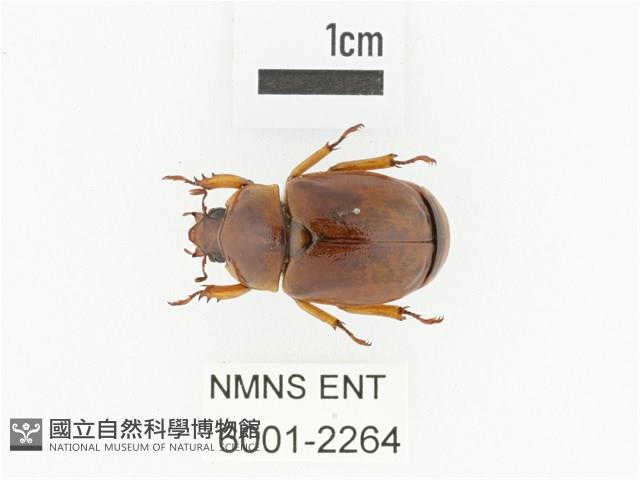 臺灣鍬形金龜藏品圖，第1張