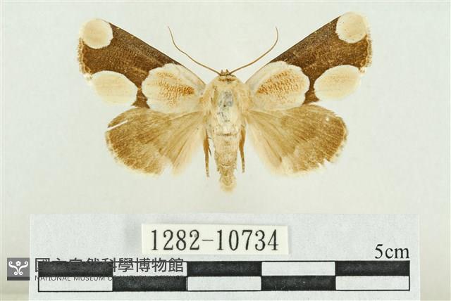 臺灣斑蕊夜蛾藏品圖，第1張