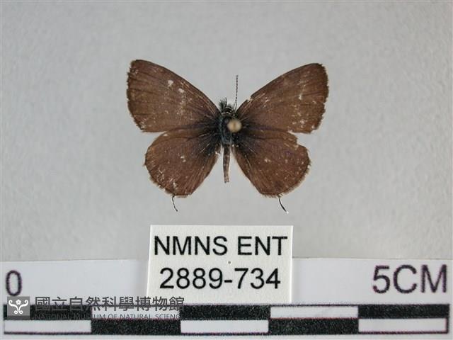 波灰蝶藏品圖，第1張