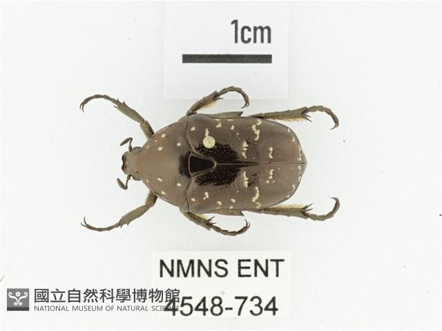 東方白點花金龜藏品圖，第1張