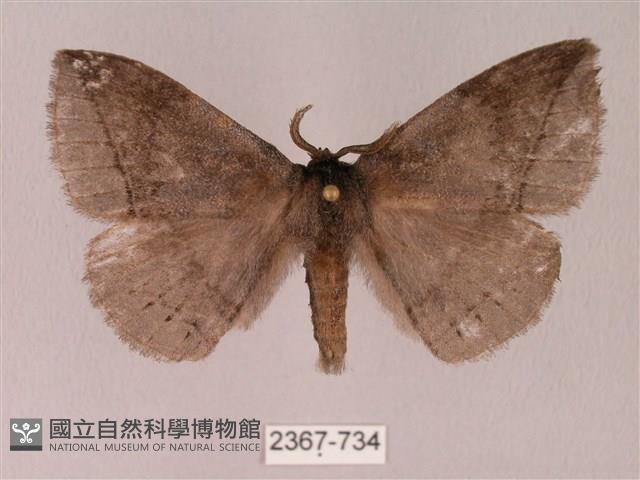 蓬萊灰紋帶蛾藏品圖，第1張