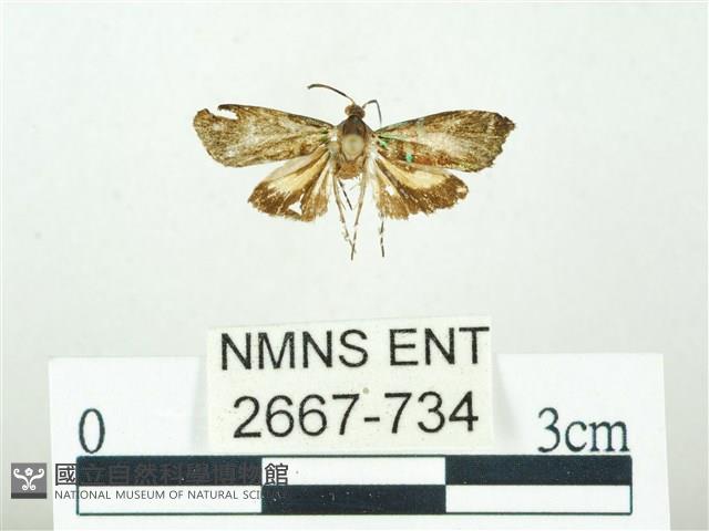 叉紋閃舞蛾藏品圖，第1張