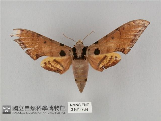 裂斑鷹翅天蛾藏品圖，第1張