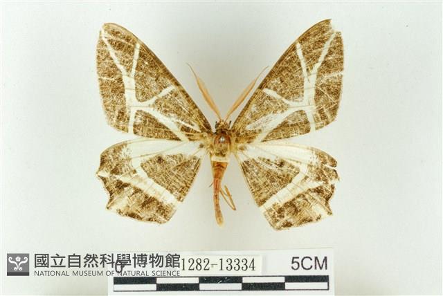 樹形尺蛾藏品圖，第1張