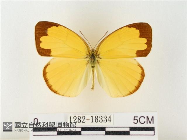 島嶼黃蝶、江崎黃蝶藏品圖，第1張