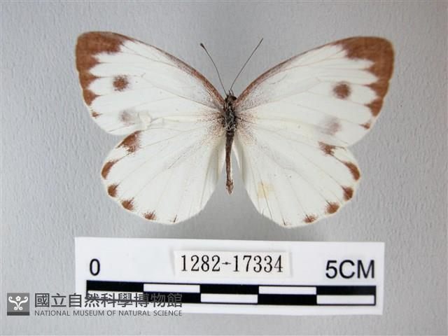 緣點白粉蝶藏品圖，第1張