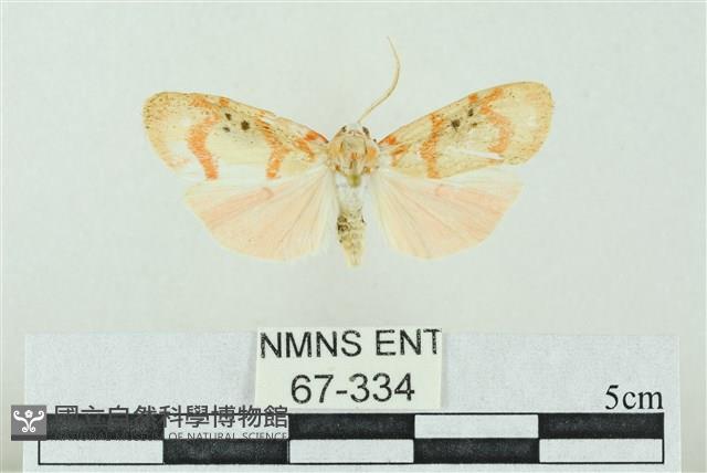 臺雪苔蛾藏品圖，第1張