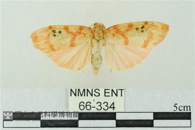 臺雪苔蛾藏品圖，第1張