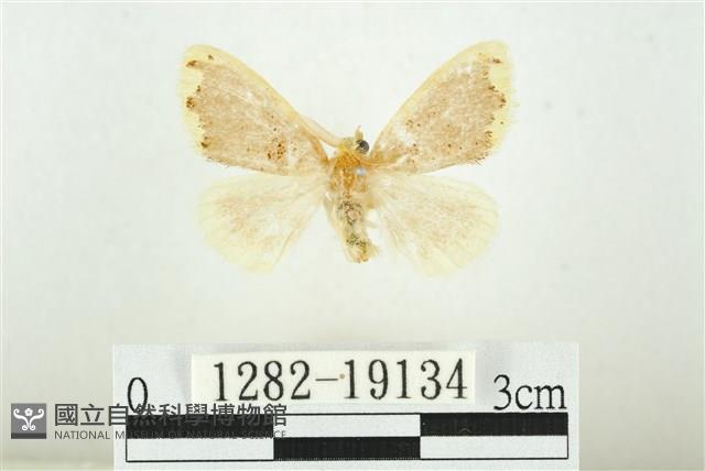 黑翅黃毒蛾藏品圖，第1張