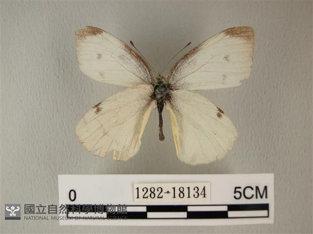 白粉蝶、紋白蝶藏品圖，第1張
