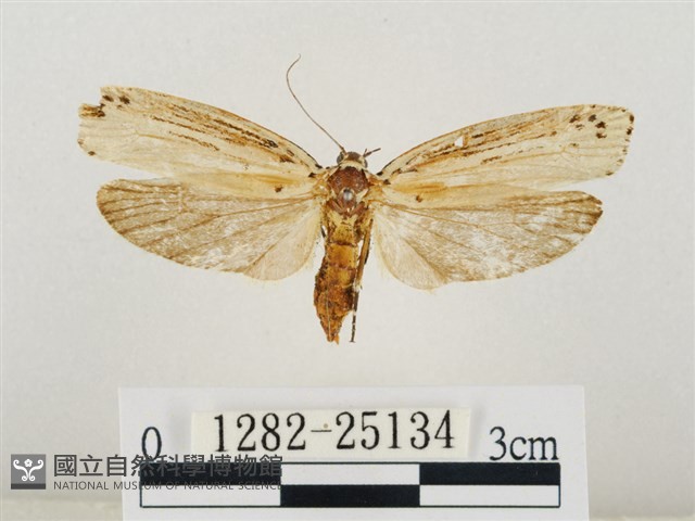 線紋篩蛾藏品圖，第1張