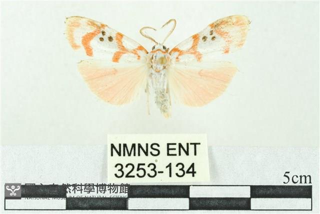 臺雪苔蛾藏品圖，第1張