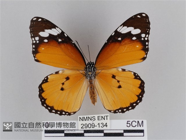 樺斑蝶藏品圖，第1張