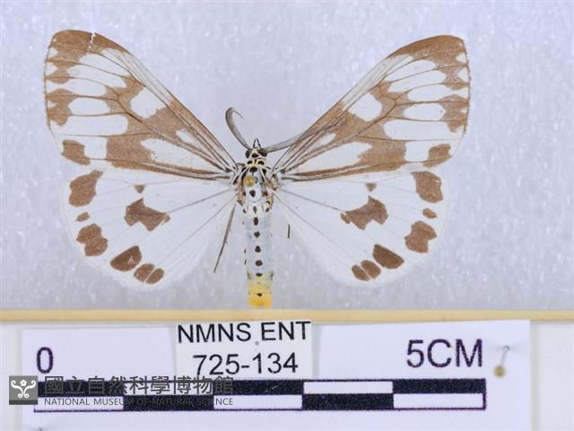 粉蝶燈蛾藏品圖，第1張