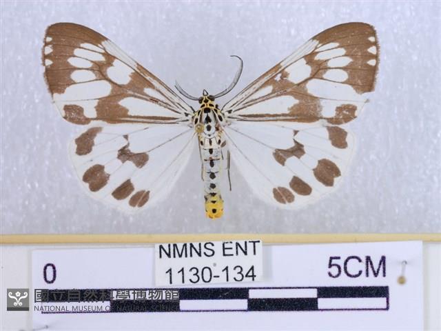 粉蝶燈蛾藏品圖，第1張