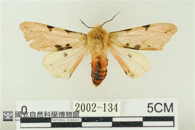 棍棒污燈蛾藏品圖，第1張