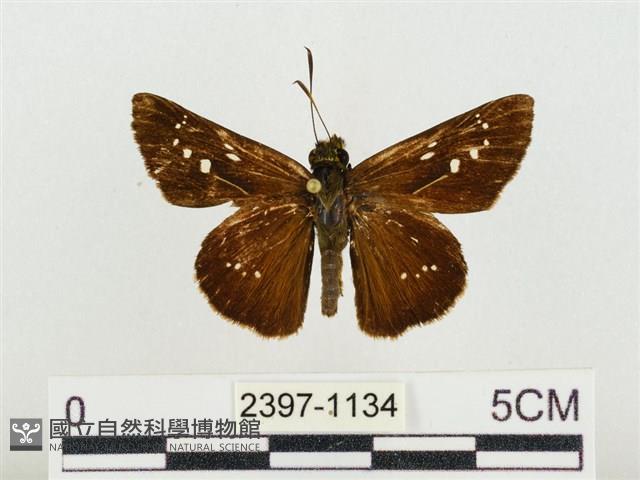 奇萊禪弄蝶藏品圖，第1張