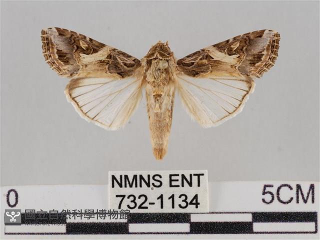 斜紋夜盜蛾藏品圖，第1張