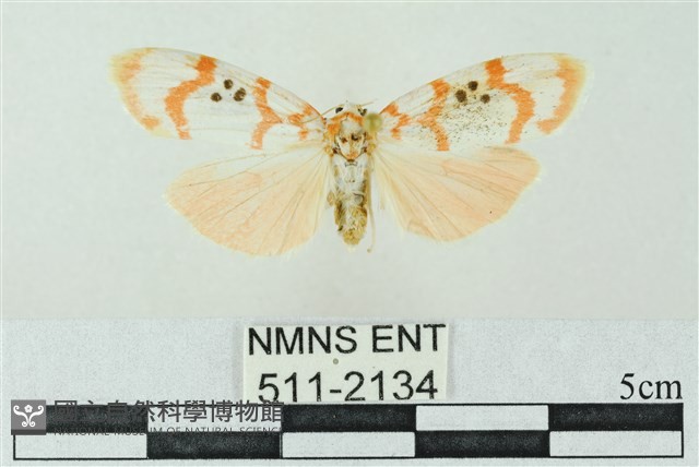 臺雪苔蛾藏品圖，第1張