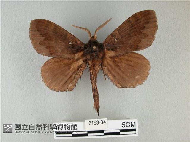 波紋枯葉蛾藏品圖，第1張