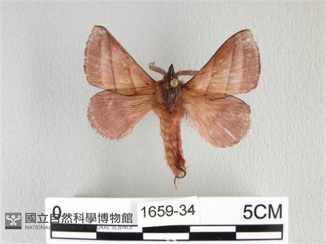 川邊氏枯葉蛾藏品圖，第1張