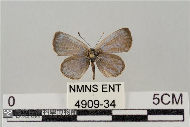 藍灰蝶沖繩亞種藏品圖，第1張
