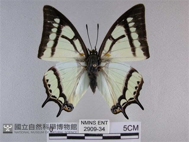 小雙尾蛺蝶藏品圖，第1張