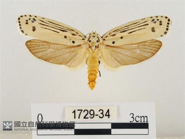 線紋篩蛾藏品圖，第1張