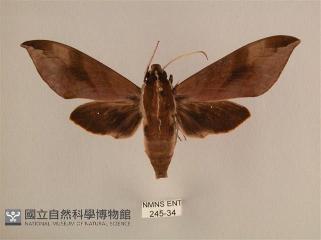 背中白天蛾藏品圖，第1張