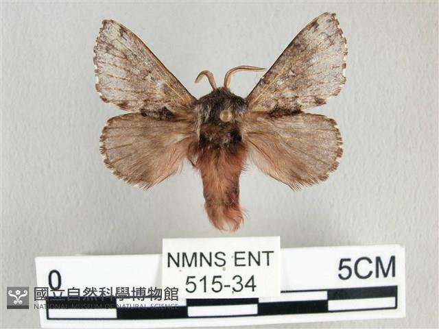 銀肩枯葉蛾藏品圖，第1張