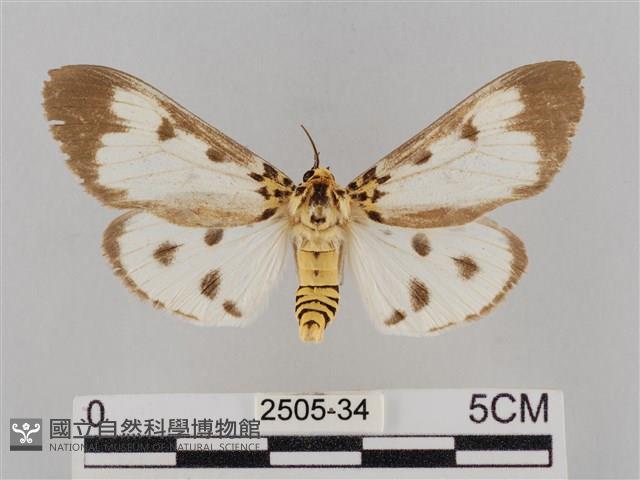 長斑擬燈蛾藏品圖，第1張