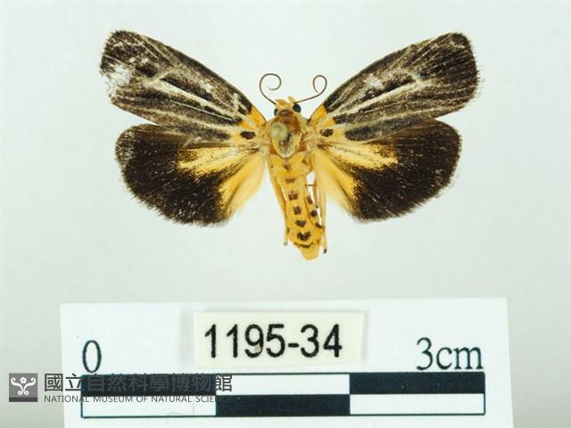 黃肩奇蛾藏品圖，第1張
