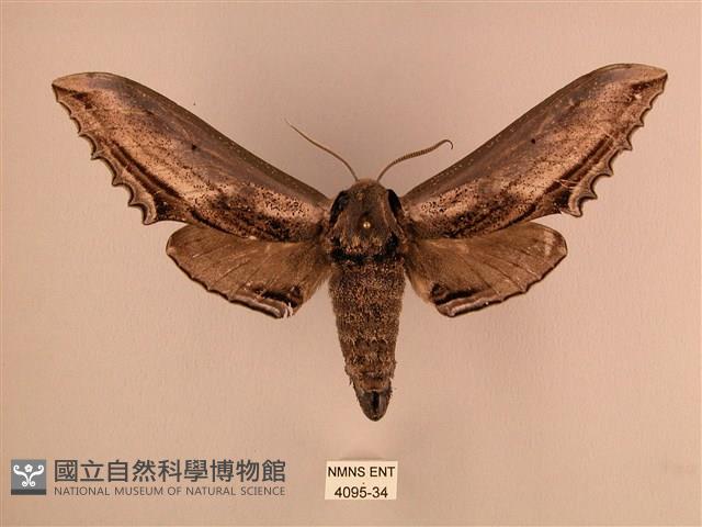 臺灣鋸翅天蛾藏品圖，第1張
