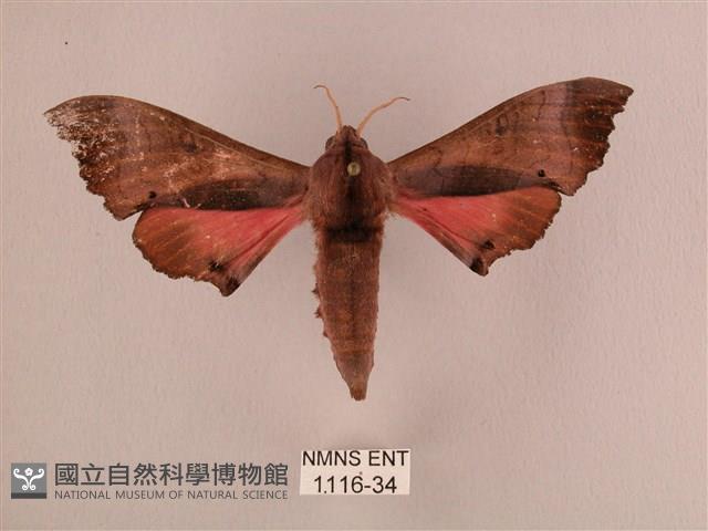 桃紅六點天蛾藏品圖，第1張