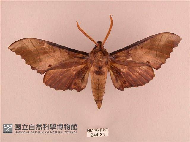 栗六點天蛾藏品圖，第1張