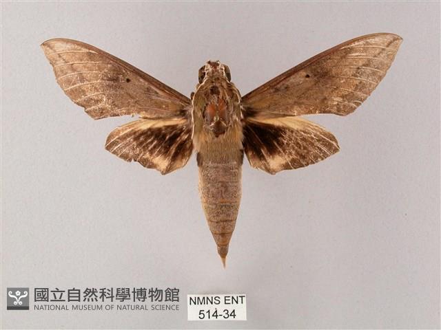 間斷斜紋天蛾藏品圖，第1張