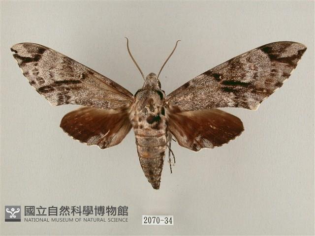 粗斜紋天蛾藏品圖，第1張