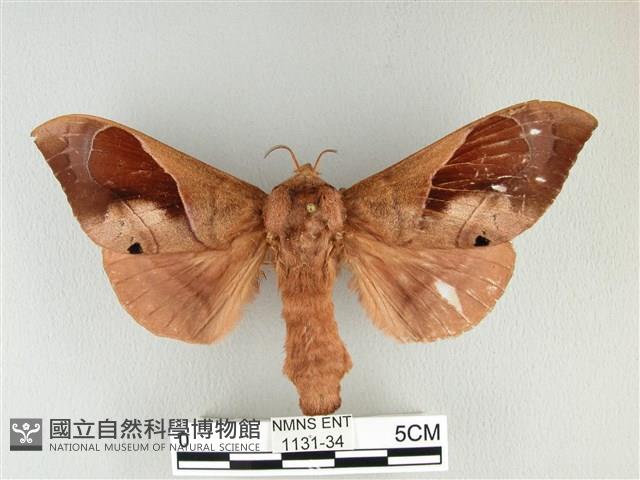 大褐斑枯葉蛾藏品圖，第1張