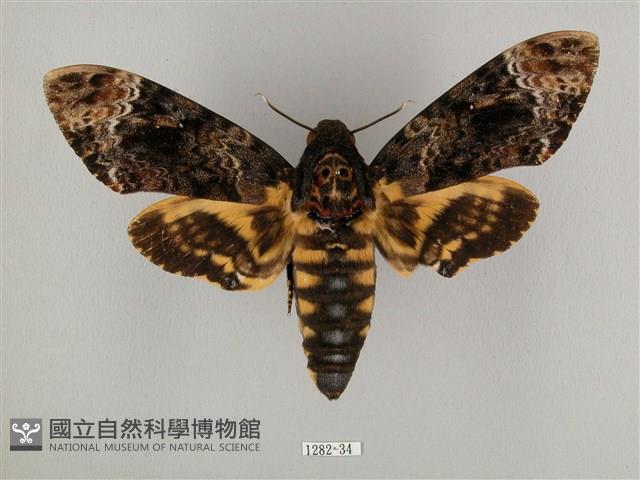 鬼臉天蛾藏品圖，第1張